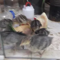 جوجه بوقلمون برنز و بوربورن دو هفته ای|حیوانات مزرعه|مشهد, آزادشهر|دیوار
