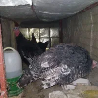 بوقلمون|حیوانات مزرعه|اردکان, |دیوار