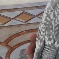 عروس هلندی ایزابلا دستی|پرنده|رامشیر, |دیوار