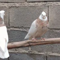 5عددکفترطوقی یه جفت طوقی زردویک جفت الماسی