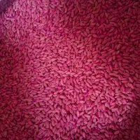 گندم بوجاری