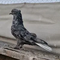 سرور دم سفید جوان نر