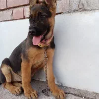 توله ژرمن  کلاسA|سگ|رفسنجان, |دیوار