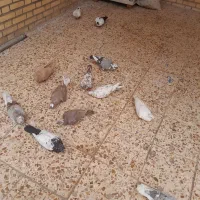 دوبال ۱۰۰|پرنده|دزفول, |دیوار