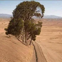 سندتک برگ.م والفجر جنب پارک باغچه بان