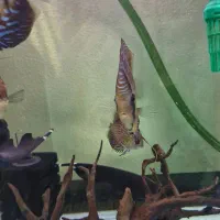 فروش ماهی دیسکس|ماهی|شاهین‌شهر, نبوت|دیوار