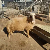 قوچ|حیوانات مزرعه|اسلام‌‌آباد غرب, |دیوار