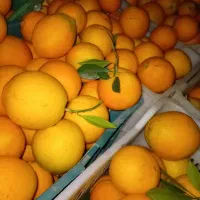 پرتقال جنگلی شیک و مجلسی|خوردنی و آشامیدنی|گلوگاه بابل (گلیا), |دیوار