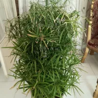 گیاه نخل مرداب پرپشت