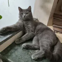 گربه اسکاتیش