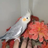 سه تا جوجه عروس هلندی|پرنده|دورود, |دیوار