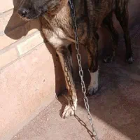 سلام ۱عدد توله ۵افغان قدرجونی