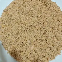 شالی دم سیاه درجه یک