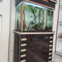 آکواریوم|ماهی|نوشین شهر, |دیوار