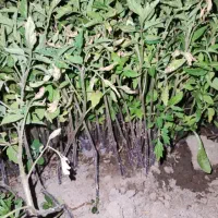 نهال گوجه،بادمجان و فلفل