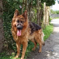 سگ ژرمن شپرد قیمت ۲۵۰۰ ولی راهم میام