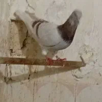 کبوتر نر پیازی