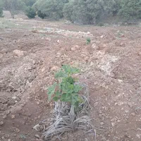 باغ|فروش زمین و ملک کلنگی|نورآباد ممسنی, |دیوار