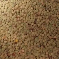 فروش عدس امسال