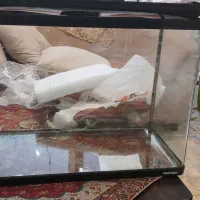 آکواریوم ۳۰*۴۰*۶۰ شیشه خم|ماهی|شاهینشهر, مخابرات (شهید بهشتی)|دیوار