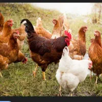 تعدادی مغ تخم گذار سرحال و جوان