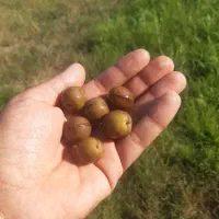 زیتون شور ارگانیک