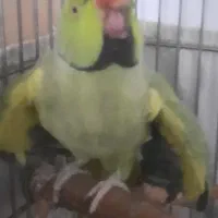 طوطی ملنگو نر ۳ ساله سوپر رام اهلی و دستی