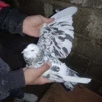 کبوتر|پرنده|سبزوار, پامنار|دیوار