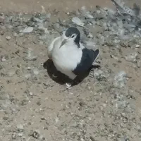 جفت رنگی فروشی|پرنده|سلامی, |دیوار