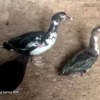 اردک|حیوانات مزرعه|اهر, |دیوار