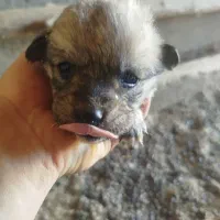 پاکوتاه گوش تیز|سگ|کاشمر, |دیوار