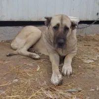 ماده سرابی اصل نسلدار غول