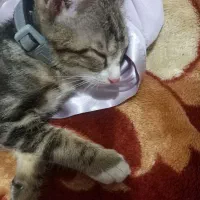 واگذاری گربه