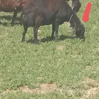 فروش میش غزل افشار۳ماهو نیم ابستن