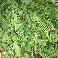 اسفناج کوریا