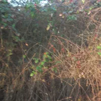 چمن زن،باغکاری و سمپاشی