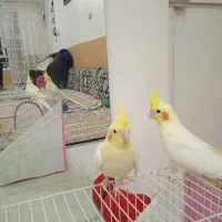 عروس هلندی|پرنده|مشهد, شهید معقول|دیوار