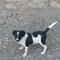 معاوضه با کبوتر|سگ|نقده, |دیوار