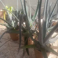 الوئه ورا|گل و گیاه طبیعی|پیر بکران, |دیوار