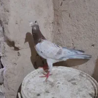 کبوتر هفرنگ|پرنده|بشاریات, |دیوار