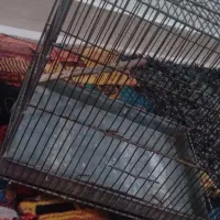 قفس سهره|لوازم جانبی حیوانات|قرچک, میرزائی جنوبی|دیوار