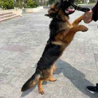 واگذاری سگ ژرمن اصیل|سگ|کیش, |دیوار