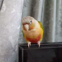 طوطی گرینچیک سخنگو