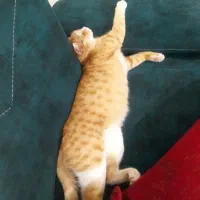 دو عدد گربه ماده واگذاری رایگان