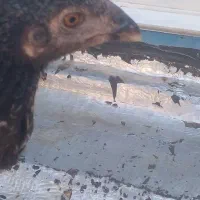 جوجه مرغ