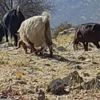 بز درجه یک آبستن|حیوانات مزرعه|یاسوج, |دیوار