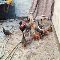 مرغ عربی تخم گذار و خروس و غاز