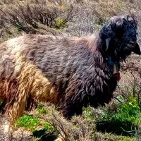 قوچ|حیوانات مزرعه|بابا حیدر, |دیوار