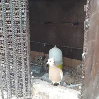 گنجه آهنی محکم.|لوازم جانبی حیوانات|شیراز, حجت آباد|دیوار