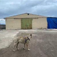 اجاره سوله /550متر